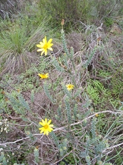 Osteospermum imbricatum