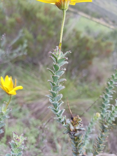 Osteospermum imbricatum, photograph 2
