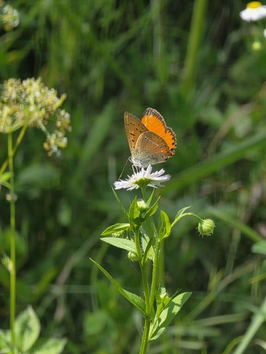 Scarce Copper