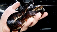 Nerodia fasciata image