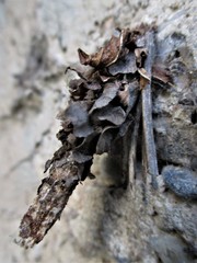 Canephora hirsuta