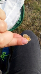 Coenonympha pamphilus