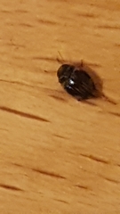 Nectoporus sanmarkii