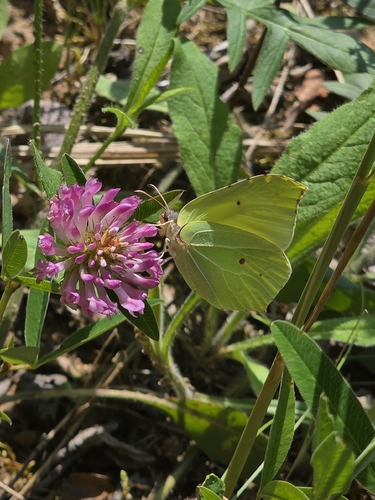 Common Brimstone