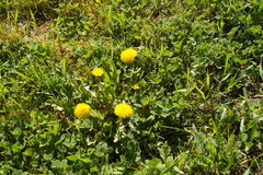 Taraxacum officinale