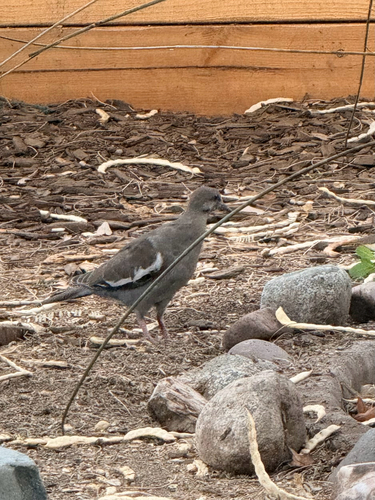 White-winged Dove observed by amy_o1