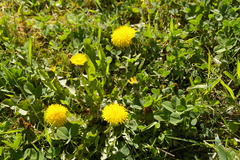 Taraxacum officinale