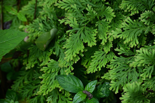 Gemmiferous Spikemoss
