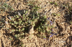 Veronica capsellicarpa