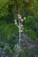 Dipsacus fullonum