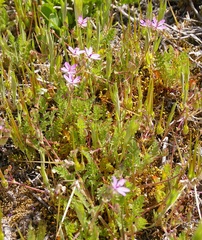 Erodium cicutarium