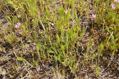 Erodium cicutarium