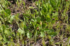Magnoliopsida