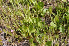 Magnoliopsida