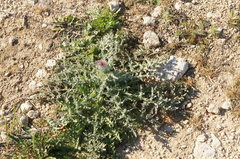 Carduus uncinatus
