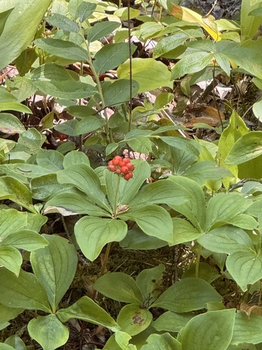 Canadian bunchberry