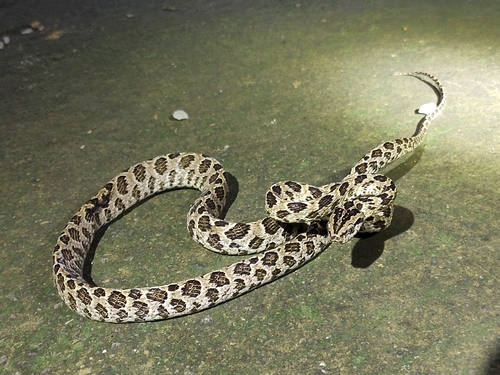 Many-spotted Cat Snake