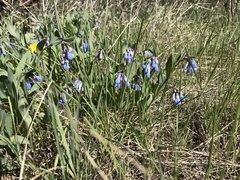 Mertensia oblongifolia