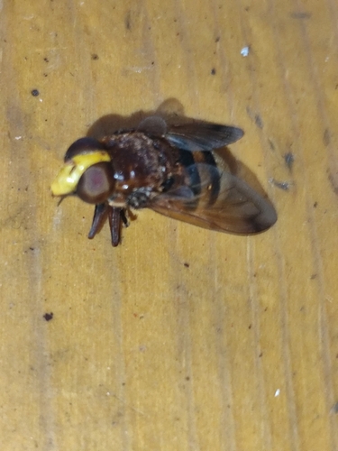 Hornet Mimic Hover Fly