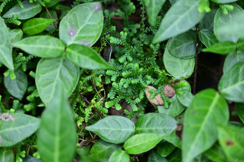 Selaginella sinensis