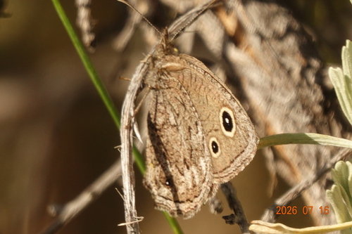 Small Wood-Nymph