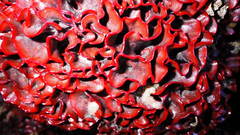 Watersipora subtorquata