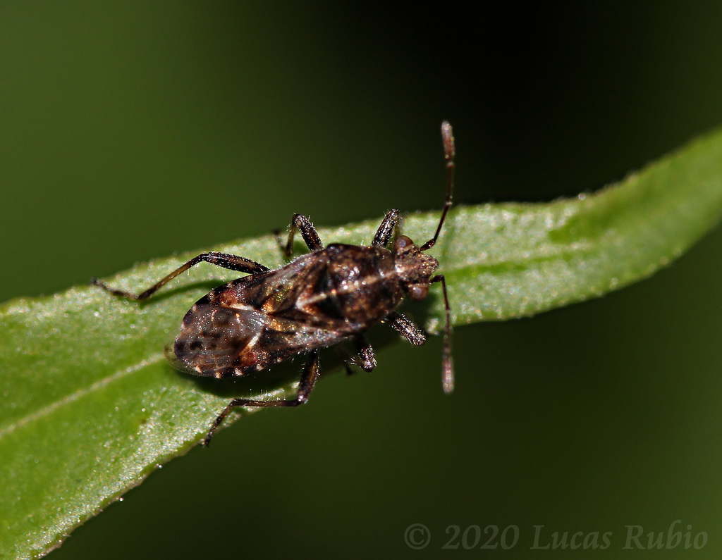 Neortholomus gibbifer