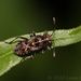 Neortholomus gibbifer - Photo (c) Lucas Rubio, some rights reserved (CC BY), uploaded by Lucas Rubio