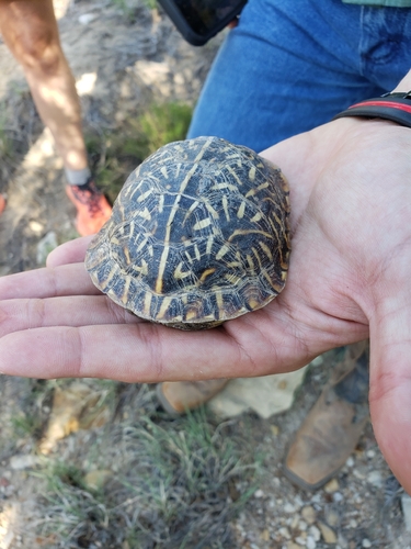 Ornate Box Turtle observed by iloveherps430