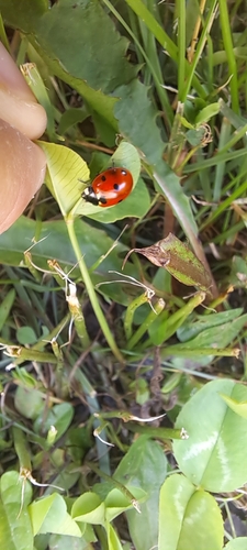 Seven-spotted Lady Beetle