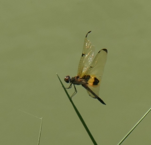 Common Picture Wing