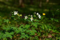 Isopyrum thalictroides