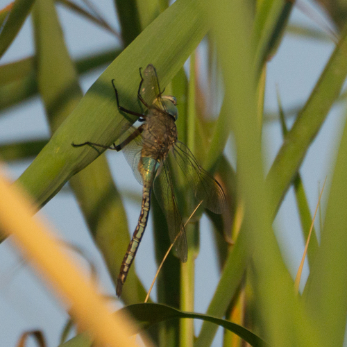 Lesser Emperor