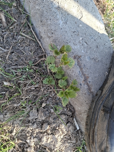 Urtica platyphylla