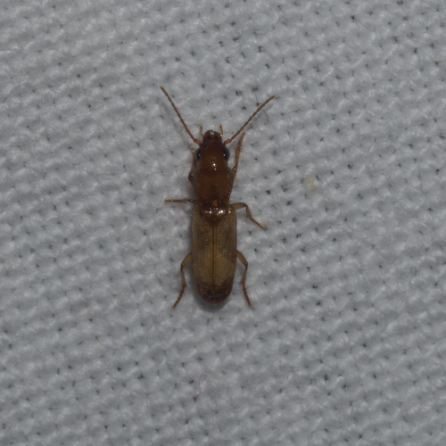 Sirdenus grayii