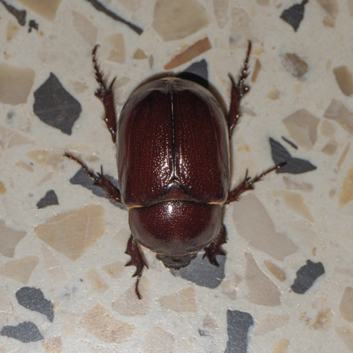 Phyllognathus excavatus