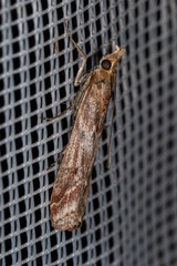 Ancylosis cinnamomella