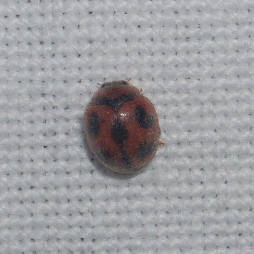 Vedalia Beetle