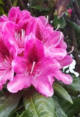 Rhododendron ponticum