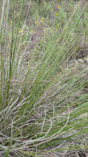 Muhlenbergia reverchonii