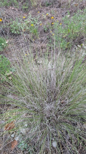 Muhlenbergia reverchonii, photograph 2