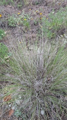 Muhlenbergia reverchonii, photograph (c) Mark McClelland, some rights reserved (CC BY)