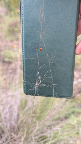 Muhlenbergia reverchonii, photograph 3