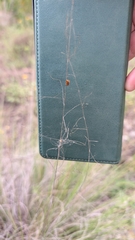 Muhlenbergia reverchonii, photograph (c) Mark McClelland, some rights reserved (CC BY)