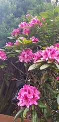 Rhododendron ponticum