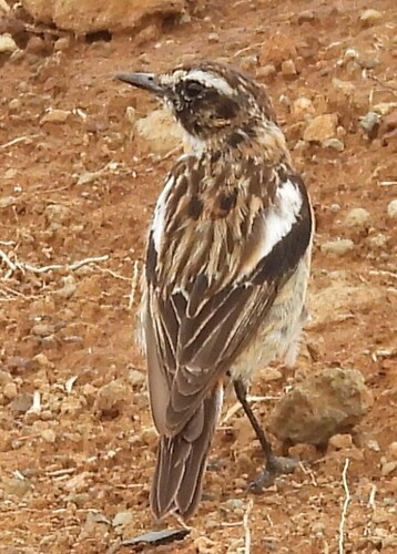 Whinchat (Saxicola rubetra), photo 3