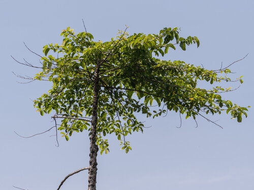 Burflower-tree