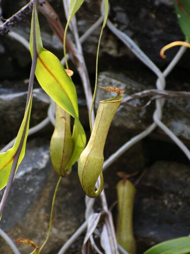Slender Pitcher-Plant