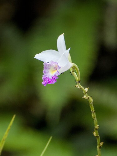 Bamboo Orchid