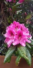 Rhododendron ponticum